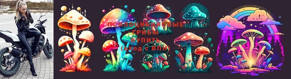 индика Бородино